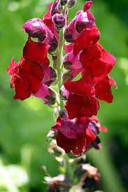 Image result for Antirrhinum majus
