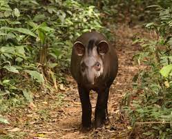 Endangered Amazon Animals Rainforest Wildlife