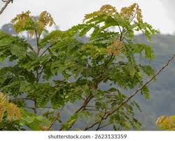 Image result for Brachystegia utilis
