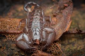 Image result for Scorodophloeus