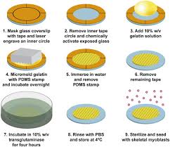 Check spelling or type a new query. Fabrication Of Micromolded Gelatin Hydrogels For Long Term Culture Of Aligned Skeletal Myotubes Springerlink