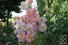 Le Rosier Grimpant Jean Marie Pelt Plaisir Jardin Com Rosier Grimpant Rosier Plante Jardin