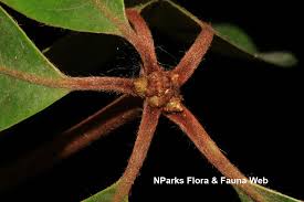 Image result for Actinodaphne