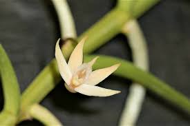 Image result for Angraecum erectum