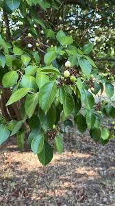 Image result for Volkameria glabra