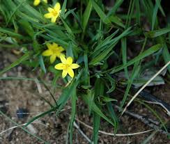 Image result for Hypoxis sp. A (as per FZ 12-3)