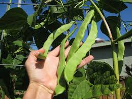 You want to pick while the pods are young and seeds inside are still immature. Harvesting Romano Beans