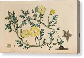 Image result for Grielum