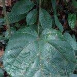 Image result for Manniophyton