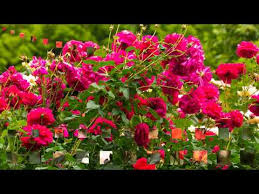 Most beautiful rose garden in india at sanjeevaiah park hyderabad. Top 50 Beautiful Rose Garden The Most Beautiful Roses In The World Youtube
