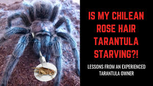 It is a good idea to not let your tarantula crawl all over you. Is My Rose Hair Tarantula Starving Insight From An Experienced Tarantula Owner
