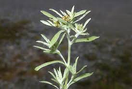 Image result for Gnaphalium unionis