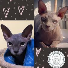 Please scroll down below past all the pictures ⬇️ for information on availability, or when we are expecting kittens and how. Kat S Haven Sphynx Cattery Malta By Kathleen Zammit Pet Breeder Facebook 564 Photos