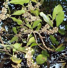 Image result for Myrsinaceae