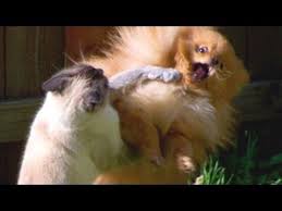 Cats Slapping And Punching Dogs Funny Cat Dog Compilation Positive Life Magazine Funny Cat Compilation Funny Dogs Funny Animals