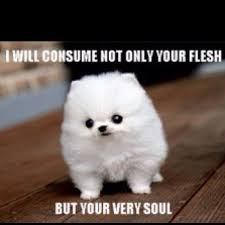 That S Ok Precious Baby If You Re Hungry You Can Eat My Soul Anytime Cute Animals Cute Dogs Fluffy Dogs