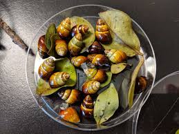 In france, they are typically removed from shells and then prepared before returning them to the shells for presentation purposes. A World In A Shell Snail Stories For A Time Of Extinctions Thom Van Dooren