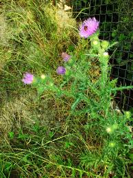 Image result for Carduus nyassanus