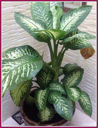 Simple Garden Ideas Thumb Not Green Try These Horticulture Ideas Simple Garden Ideas Tropical House Plants Tall Indoor Plants Plants