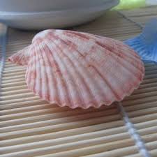 Composed of artfully created resin, this coastal decor accent piece will bring a touch of nature indoors without disturbing mother nature. A Couple Of Australia Sea Fan Clam Shells Decoration Conch Aquarium Love Token Of Promise Fan Weapon Shell Stationaryfan Bracket Aliexpress
