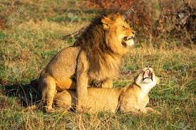 Two Mating Lions Growl At Each Other Stock Photo, Picture and Royalty Free  Image. Image 146356627.