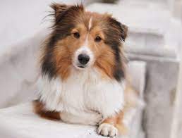 Miniature Collie Breed Info The 101 On This Cute And Smart Dog K9 Web