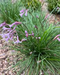 Image result for Tulbaghia fragrans