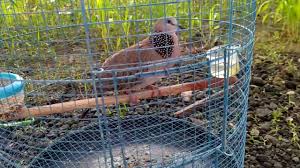 Maybe you would like to learn more about one of these? Derkuku Kelantan Betina Tidar 195 Sold Out Bpk Solikhun Jakarta By Dian Bird Farm Solo