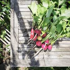 Radieschenernte So Lecker Und Zart Auch Wenn Die Eigenen Nicht So Perfekt Aussehen Gibt Es Kaum Was Besseres Und Jetzt Ist W In 2020 Radieschen Garten Gartenarbeit