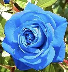Throat Chakra Healing Report By Danica Archangel Michael Rose Seeds Rose Bush Seeds Hybrid Tea Roses