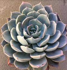 Top 12 Low Light Succulents And Cacti Low Light Succulents Growing Succulents Succulents