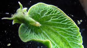 Umgangssprachlich wird die schnecke auch oftmals kuro saftsauger genannt. Fotosynthese Im Tierreich Die Solarschnecke Wissen Sz De