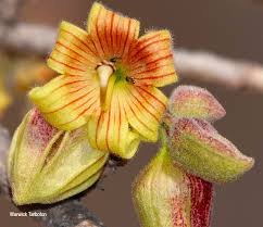 Image result for Sterculia rogersii