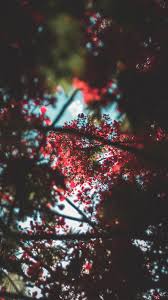 How to create a blurry background image. Tree Blur Pictures Download Free Images On Unsplash