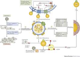 Nature Reviews Nephrology On Twitter Hdl Abnormalities In Nephrotic Syndrome And Ckd Https T Co L5g0bcyvdq