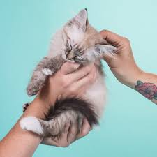 Saint louis county pet adoption center's adoption process. Purina S Considerashelterpet Campaign 2017 Paradigm