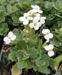 Image result for Arabis alpina