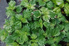 Image result for Barleria boehmii