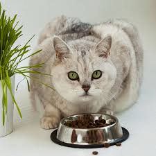 Homemade cat food is made of natural food items and is great for the digestive system of cats. Homemade Cat Food Recipes How To Make Your Own Cat Food