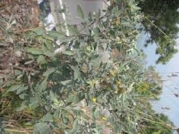 Image result for Rhynchosia albissima