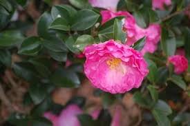 Camellia Sasanqua Rose Of Autumn Rose Of Autumn Camellia From Greenleaf Nursery Rose Autumn Rose Autumn
