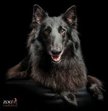 Find short haired belgian shepherd puppies and dogs from a breeder near you. Meet The Belgian Shepherd Dog Issuu
