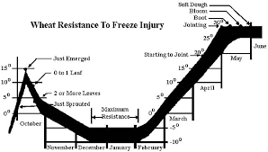 Freeze Injury On Wheat Texas A M Agrilife Research And