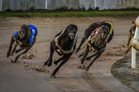 Tune in to sky channel 437 (freesat 250) from 6pm daily for live greyhound action, or. The History Of Greyhound Racing In Arizona Az Big Media