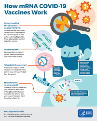 To trigger an immune response, many vaccines put a weakened or inactivated germ into our bodies. Mrna Covid19 Vaccines What You Need To Know Pinon Family Practice