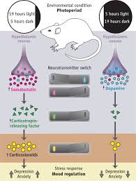 Here is the definition, names and functions of important neurotransmitters. Plasticity In The Neurotransmitter Repertoire Science