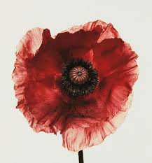 Image result for Poppy Red 1995 AAV