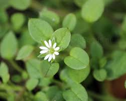 Image result for Stellaria