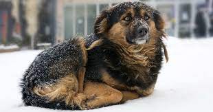 Coma hypothermia can cause death. Laws Protecting Dogs Left Outside In The Cold Libre S Law