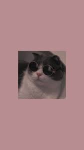 Venus merupakan kucing peliharaan yang tinggal di amerika serikat (as). 380 Wallpapers Ideas In 2021 Aesthetic Wallpapers Aesthetic Iphone Wallpaper Cute Wallpapers